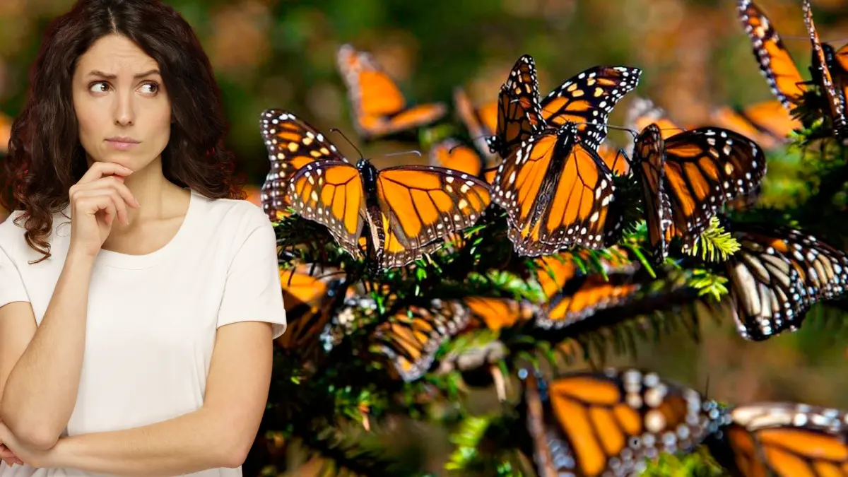 Las mariposas monarca recorren más de 4 mil kilómetros de Canadá a México Foto: GobMex/Canva