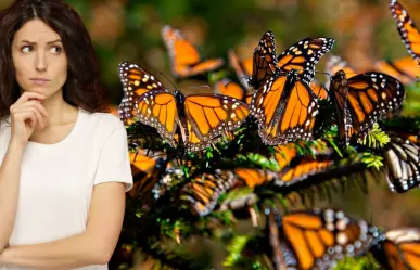 Por esta razón no llegan las mariposas monarca a Yucatán