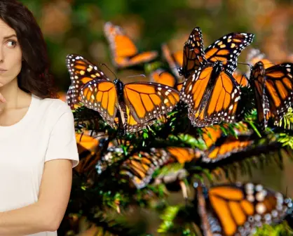 Por esta razón no llegan las mariposas monarca a Yucatán