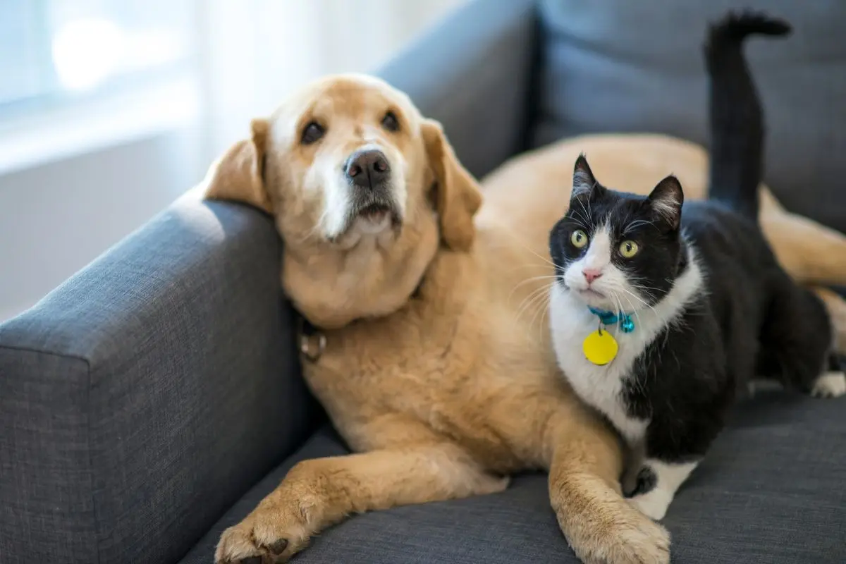 Mascotas. Foto de canva.