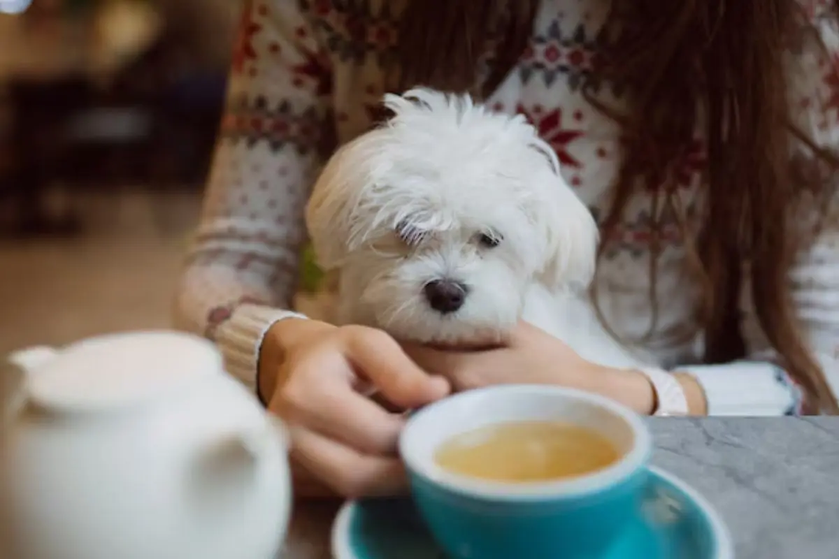 Perro en un restaurante Foto: Freepik