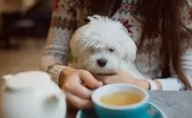 Día del Perro 2025: estas son los 3 mejores restaurantes para ir con tu lomito en CDMX