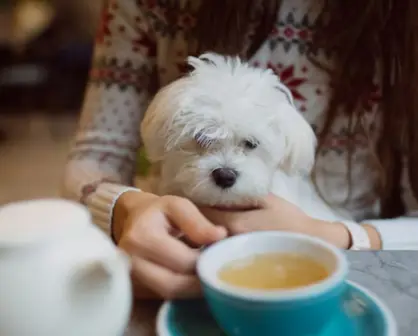 Día del Perro 2025: estas son los 3 mejores restaurantes para ir con tu lomito en CDMX
