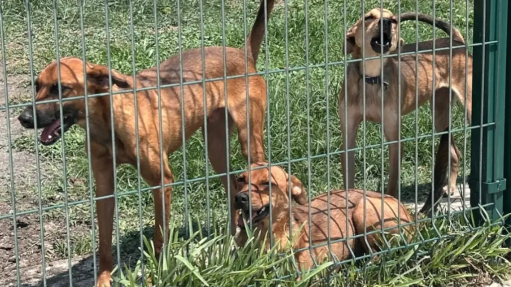 Canícula 2025: Conoce cómo cuidar a tus mascotas para evitar que se deshidraten