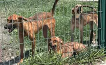 Canícula 2025: Conoce cómo cuidar a tus mascotas para evitar que se deshidraten