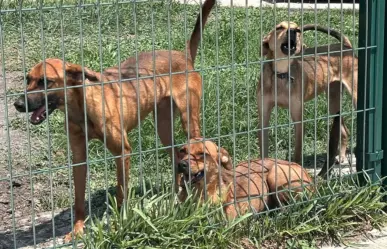 Canícula 2025: Conoce cómo cuidar a tus mascotas para evitar que se deshidraten