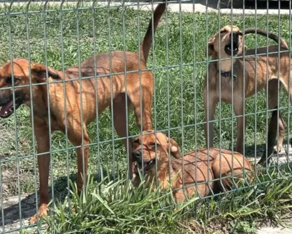 Canícula 2025: Conoce cómo cuidar a tus mascotas para evitar que se deshidraten