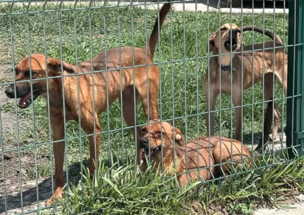 Canícula 2025: Conoce cómo cuidar a tus mascotas para evitar que se deshidraten