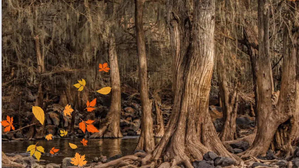 El árbol nativo de Durango que destaca por su enorme tronco y su color rojizo en otoño