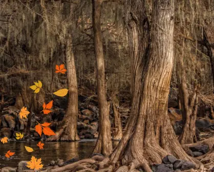 El árbol nativo de Durango que destaca por su enorme tronco y su color rojizo en otoño