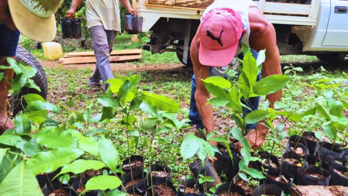 Estos árboles servirán para regenerar el suelo y ayudar a los ranchos ganaderos Foto: Gobierno de Yucatán