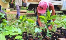 Entregan más de 8 mil árboles nativos para reforestar el sur de Yucatán