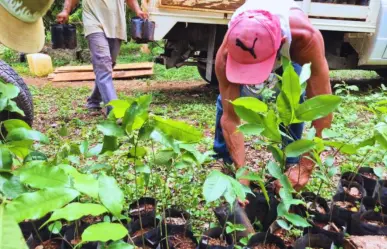 Entregan más de 8 mil árboles nativos para reforestar el sur de Yucatán