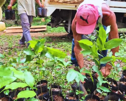 Entregan más de 8 mil árboles nativos para reforestar el sur de Yucatán