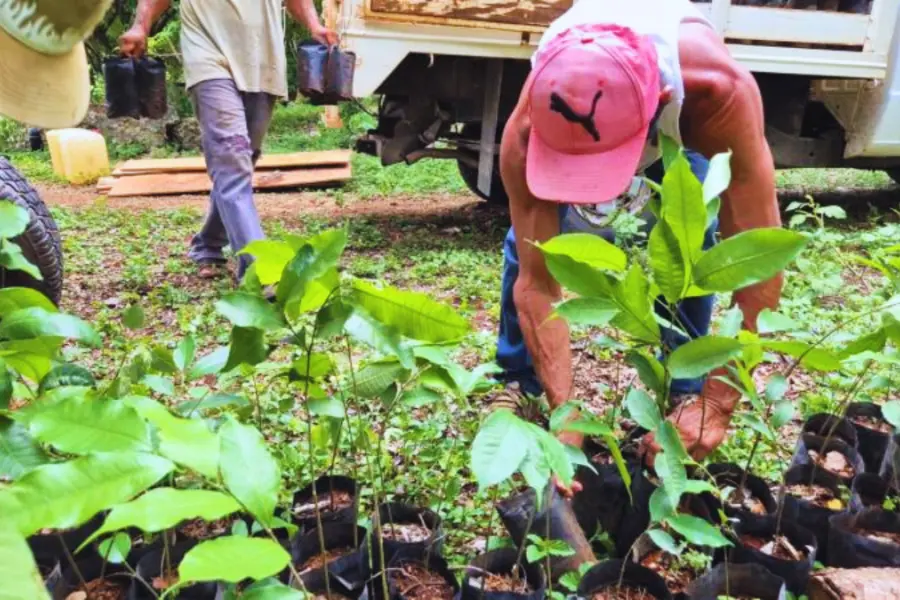 Entregan más de 8 mil árboles nativos para reforestar el sur de Yucatán
