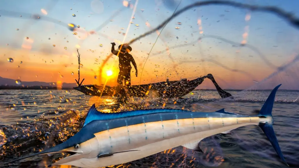Baja California Sur y el marlín: un gigante de la pesca que mueve millones