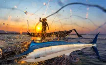 Baja California Sur y el marlín: un gigante de la pesca que mueve millones