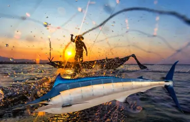 Baja California Sur y el marlín: un gigante de la pesca que mueve millones