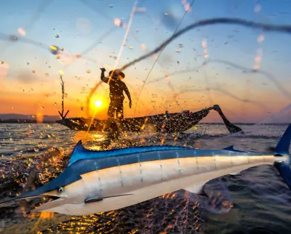 Baja California Sur y el marlín: un gigante de la pesca que mueve millones
