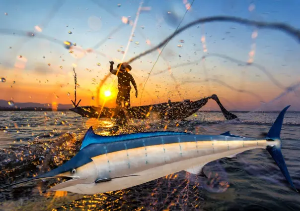 Baja California Sur y el marlín: un gigante de la pesca que mueve millones