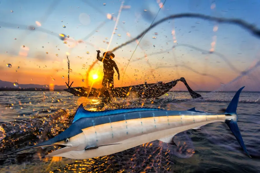 Baja California Sur y el marlín: un gigante de la pesca que mueve millones