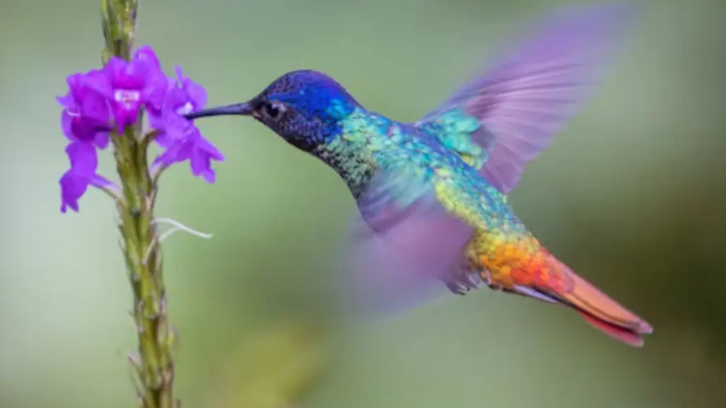 Este animal nativo de Tamaulipas es capaz de batir sus alas hasta 80 veces por segundo
