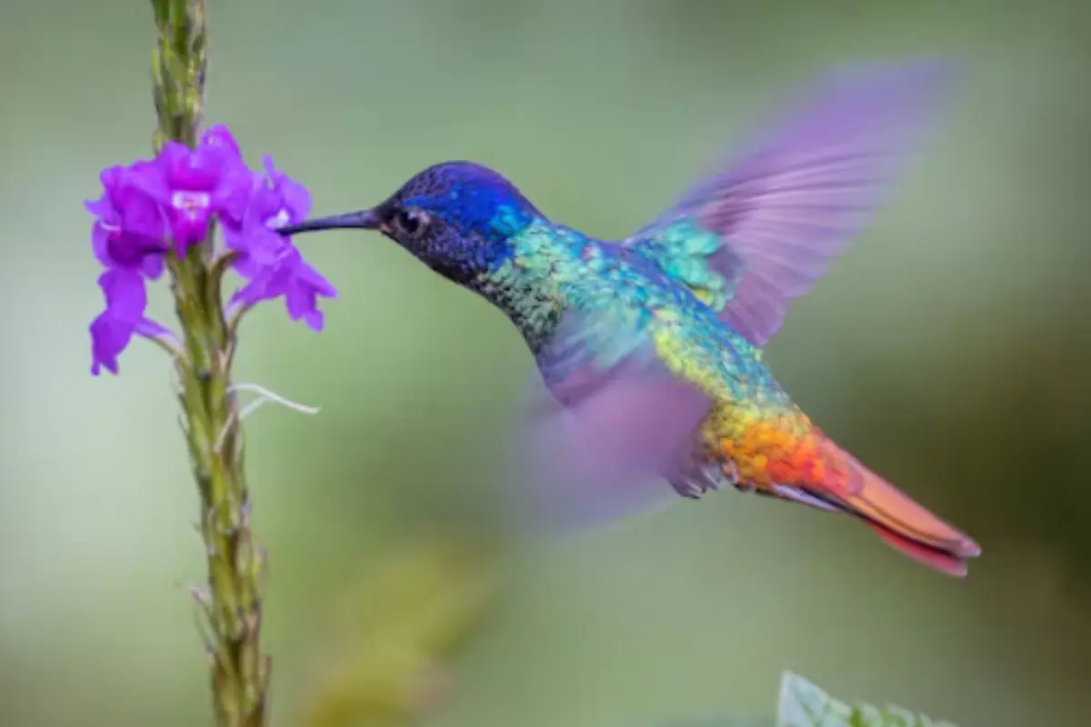 Descubre por qué el colibrí es fundamental para los ecosistemas de Tamaulipas y su hermoso plumaje iridiscente