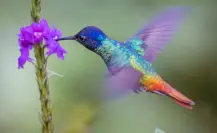 Este animal nativo de Tamaulipas es capaz de batir sus alas hasta 80 veces por segundo