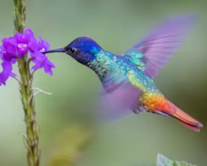 Este animal nativo de Tamaulipas es capaz de batir sus alas hasta 80 veces por segundo