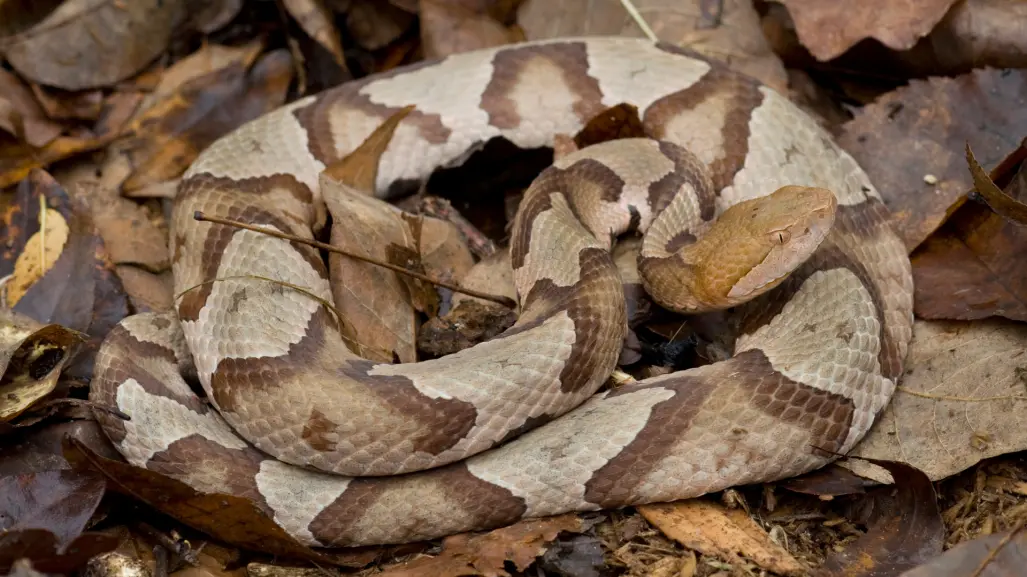 Serpientes en México enfrentan la pérdida de su hábitat natural