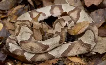 Serpientes en México enfrentan la pérdida de su hábitat natural