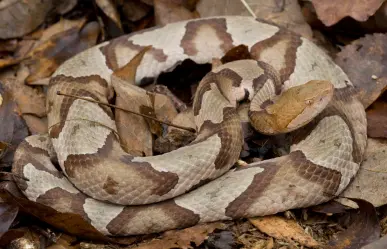 Serpientes en México enfrentan la pérdida de su hábitat natural