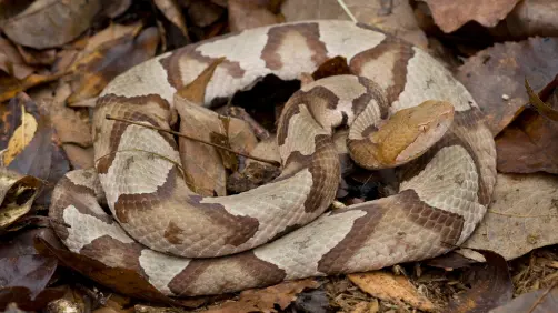 Serpientes en México enfrentan la pérdida de su hábitat natural