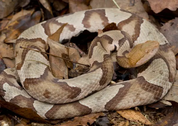 Serpientes en México enfrentan la pérdida de su hábitat natural