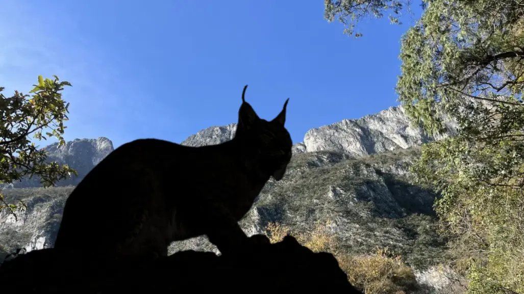 El felino silvestre de Nuevo León que es dos veces más grande que un gato doméstico