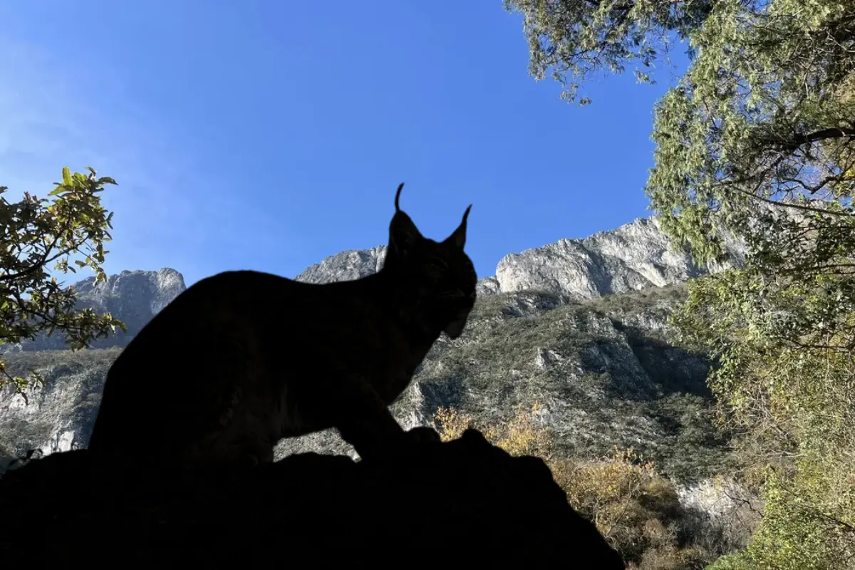 El Lince Americano es solitario, diurno y nocturno, así como territorial/Foto: POSTA