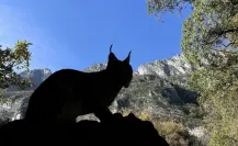 El felino silvestre de Nuevo León que es dos veces más grande que un gato doméstico