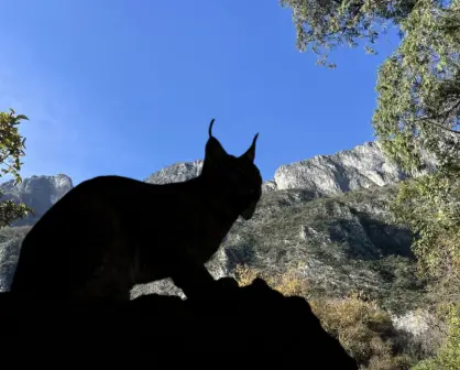 El felino silvestre de Nuevo León que es dos veces más grande que un gato doméstico