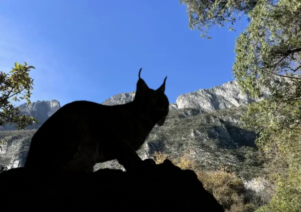 El felino silvestre de Nuevo León que es dos veces más grande que un gato doméstico