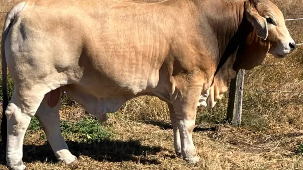 Esta raza de ganado es conocida como "todo terreno" en Tamaulipas