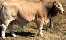 Esta raza de ganado es conocida como “todo terreno” en Tamaulipas
