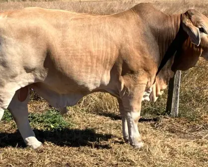 Esta raza de ganado es conocida como "todo terreno" en Tamaulipas