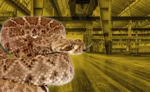 ¡Víboras gigantes! Rescatan a dos en Escobedo I VIDEO