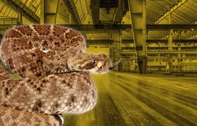 ¡Víboras gigantes! Rescatan a dos en Escobedo I VIDEO