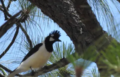El ave nativa de la sierra que solo se encuentra en Durango y Sinaloa
