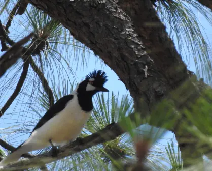 El ave nativa de la sierra que solo se encuentra en Durango y Sinaloa