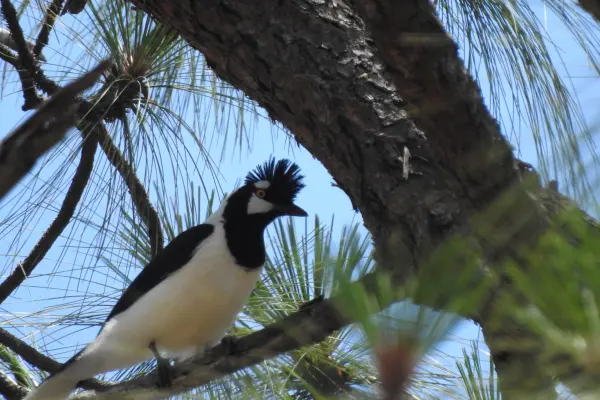 El ave nativa de la sierra que solo se encuentra en Durango y Sinaloa