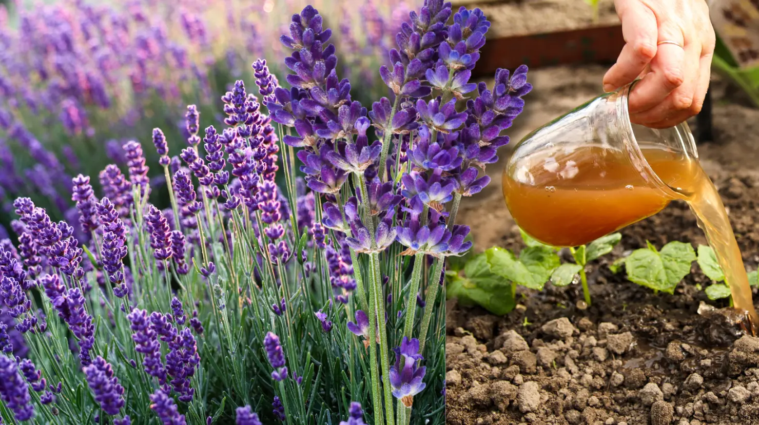 Guía práctica para hacer abono casero para lavanda y potenciar su aroma natural. Foto: Canva.