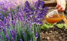Guía práctica para hacer abono casero para lavanda y potenciar su aroma natural
