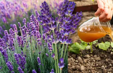 Guía práctica para hacer abono casero para lavanda y potenciar su aroma natural
